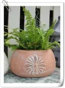 WISH FOREST【蕨類植物。腎蕨】密葉波士頓腎蕨。蕾絲蕨。淨化空氣超佳效果~耐陰。~