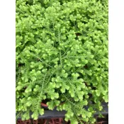 慶平花坊-[綠卷柏]淨化空氣-3吋盆/蕨類植物們卷百科下屬