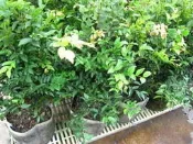 ╭＊田尾玫瑰園＊╯水果苗-(嘉寶果)(樹葡萄)移植袋高40cm