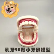 玩小舖~牙縫牙模/保母術科練習牙齒模型 /洗澡娃娃-齒模 ~寶寶練習刷牙 牙齒模型 保母考照練習 幼兒教學