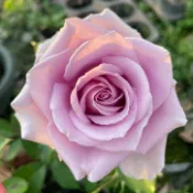 《海洋之歌》🈶貨🌹 玫瑰花盆栽苗 🌹 玫瑰苗 🌹 玫瑰花苗 🌹 玫瑰盆花 🌹玫瑰花🌹
