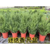 植間森林-迷迭香 5吋