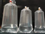 阿毅水族(高雄)---18*42圓底活體包裝專用塑膠袋
