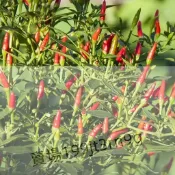 現貨🌶️【MINI (地獄火) 辣椒種子（100粒）新種上市 （微辣）四季種植 可觀賞可食用辣椒 庭院陽台盆栽種子 高產