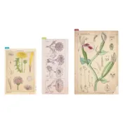 現貨 HOBO手帳墊板尺 牧野富太郎 植物圖鑑 A6/weeks/A5 三種尺寸 HOBONICHI 手帳週邊
