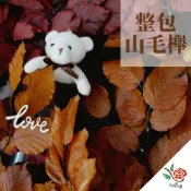 (店+)義大利進口 整捲 永生山毛櫸 山毛櫸 極度花燥 花材 葉材 永生花 乾燥花 不凋花 橡樹葉 櫸葉 畢業季 畢業 七夕