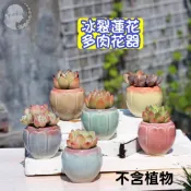 【Sparkling】多肉花器 多肉花盆 冰裂蓮花造型花器 拇指盆 小盆器 迷你盆器 透氣 吸水 6款顏色 底部有孔