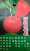 李家果苗 西印度櫻桃 5棵免運費