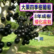 大果四季樹葡萄🟡8年齡會狂產果盆栽🟡 樹葡萄 樹苗 果苗 矮化果樹 矮生盆栽 矮化盆栽 水果苗 水果盆栽 水果樹苗 葡萄