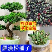臺灣現貨速發【羅漢松種子】當年新材羅漢松種子 雀舌羅漢松種子小葉羅漢松種子 小院陽台種植觀賞植物 鎮宅招財植物