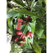 東園種苗 神秘果已生過果高壓苗 產量高好種植