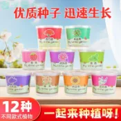 【店家嚴選】貓草薄荷種子迷你盆栽 桌上植物小盆栽 向日葵草莓種植 桌面綠植創意盆栽