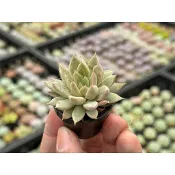 杜里粉爪 - Wayne多肉/一吋盆多肉/多肉植物/婚禮小物/組盆/療癒小物/韓肉品種