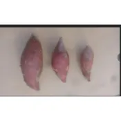 70號紅肉地瓜大條 一斤36元 一斤大約2-3條超取貨區限10斤 雲林水林鄉產地直送 台農57號地瓜/栗子地瓜/紫心地瓜