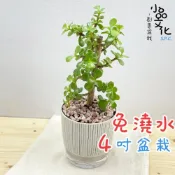 銀杏盆栽- 比價撿便宜- 優惠與推薦- 2026年10月