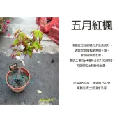 心栽花坊-五月紅楓/五月楓/日本楓/期間限定/紅楓/嫁接苗/5吋/楓樹/楓葉/綠化環境/綠籬植物/特價260