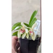 🌸八色鳥蘭園🌸蘭花品種:濃香矮萬代蘭