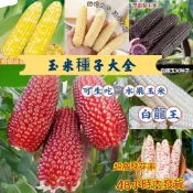 💯💥【玉米種子】草莓玉米 拇指玉米 白龍王水果玉米 七彩玉米 水果玉米草莓玉米種子 菠蘿玉米 奶油玉米種子 四季種植
