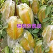 【防蟲套袋】楊桃特厚防蟲保護套袋水果專用透明袋促生長農用薄膜薄膜袋00
