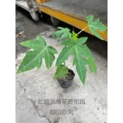 ☆萬花叢★水果苗【台農2號】★3吋黑軟盆☆高約8-15cm☆
