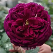 王子 庭院大花 強香 杯狀花型 越開越深《四季有花玫瑰園》玫瑰苗 玫瑰盆栽 嫁接樹玫瑰 月季棒棒糖