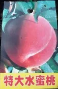 ╭☆東霖園藝☆╮水果苗--特大水蜜桃(水蜜桃)--苗栽  60公分上