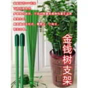 購滿99出貨 台灣熱銷 金錢樹支撐桿 蘭花綠植固定桿 支架 花卉花架 花盆植物 防倒插桿 固定器【超商免運】