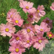 🌱 蛋撻波斯菊 新品波斯菊 盆栽格桑花種子 大理花種子蛋撻格桑花 野花種子 四季種植花卉 適合花園小院路旁花海