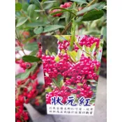 東大興農場 狀元紅 觀果植物 景觀植物 美化植物