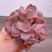 ↠有植感↞▮柏拉圖花球▮ 山地玫瑰 韓國多肉 山地玫瑰多肉 多肉植物 多肉 景天科  多肉 觀葉植物 山玫系列