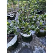 優質嫁接扁實檸檬苗 ｜ 台灣香檬 富含川陳皮素 爆產好養 水果樹苗 居家陽台盆栽 產地直銷