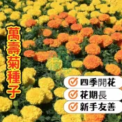 沐耕園|台灣發貨💥熱銷【萬壽菊種子】驅蟲萬壽菊種子 金盞花四季開花 陽台盆栽驅蚊必備 易種好活 金黃橙紅混色 新手友善