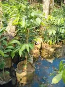 【靜思香品藝社】植菌可結香之沉香樹苗(高70~100cm)