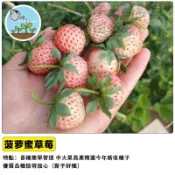 🍓台灣現貨 菠蘿草莓種子 白草莓稀有品種 自帶鳳梨香氣 陽台盆栽水果 可食用 家庭農場 DIY種植