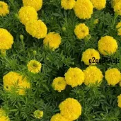 ✨萬壽菊種子（多入組） 四季開花 發芽率高 易養活 菊花種子 花卉種子 耐寒耐熱 觀賞花卉 庭院陽台盆栽種子