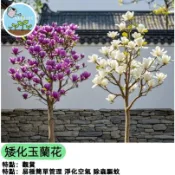 玉蘭花種子 含笑花盆栽 白玉蘭 木筆花 庭院香花植物 室內外綠化 開花香氣花卉 台灣原生種 易種活 淨化空氣