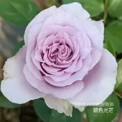 銀色光芒 Syilvery Lights 瓶插切花《四季有花玫瑰園》玫瑰苗 玫瑰盆栽 嫁接樹玫瑰 月季棒棒糖