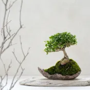 壽娘子小品盆栽｜石附造景盆景｜日式小品盆景｜苔景山石｜馬鞍盆｜Ohayo植栽