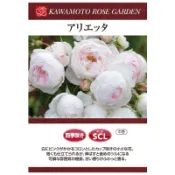 （🌟限量新品）河本-小抒情曲 アリエッタ - 7-8寸！超人氣品種！《蟹老闆園藝花卉🤟》藤本月季.蔓性玫瑰苗 開花植物