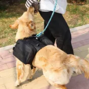 寵物戶外狗狗自背包 馱包中大型狗包 外出背包 狗狗包戰術自揹包金毛德牧拉布拉多中大型犬外出遛狗便攜馱包背袋0116