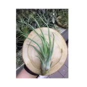(店+)空氣鳳梨 章魚 X 電捲  Showtime（國際）bulbosa x streptophylla