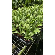 李家果苗 銀翼山蘇 3吋盆 小品 觀葉植物 單價45元 超商最多寄20棵