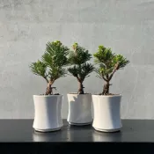 《野趣小品盆栽》日本🇯🇵進口·千壽丸·日本黑松·短葉