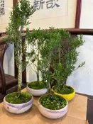 市面上已經快絕版2翡翠黃楊木也叫翡翠金柳！高大樹型小品盆栽便宜賣一盆只賣1280數量有限好種植顏色跟一般金柳比較翠綠免運