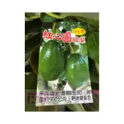 (店+)花森好市-水果苗 紅心圓 酪梨  花季7-9月 8吋盆美植袋高40-60cm