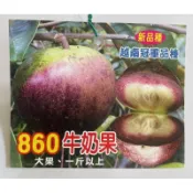 860牛奶果/扁十六牛奶果 嫁接苗/水果苗