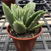 宏禾 多肉植物 仙人掌~【 月光兔耳 】~三吋盆含土寄送