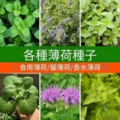 沐耕園|✔💥【薄荷種子】超多 四季播種陽台盆栽天然驅蚊草留香蘭食用薄荷種子清爽香料種子貓薄荷羅勒糖果薄荷四季盆栽種子 