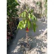 一葉植富 黑葉荔枝高壓苗定價350元