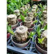 ●○植宅●○巴西鐵樹●○3吋盆●○喬木植物●○